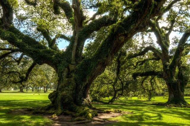 How Trees Can Affect Your Home’s Resale Value